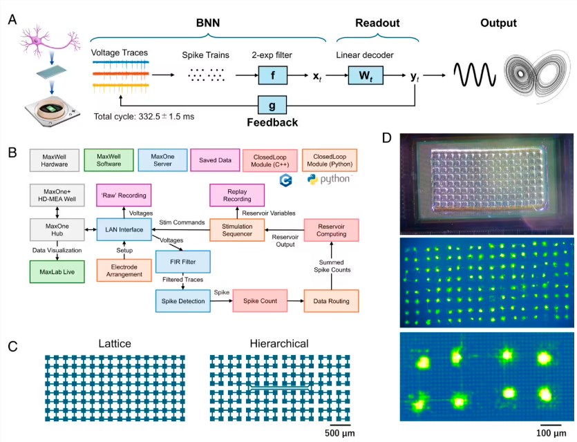 Rat Brain Cells Learn to Compute Like AI in Groundbreaking Study